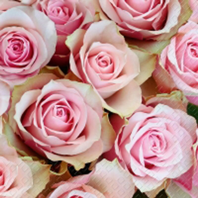 Kaffe serviett, Rosa roser.